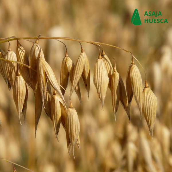 Previsiones Variadas para la Cosecha de Cereal de Invierno en Aragón