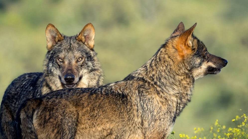 ASAJA SE OPONE FRONTALMENTE A LAS AYUDAS A LA PRESENCIA DE OSO Y LOBO