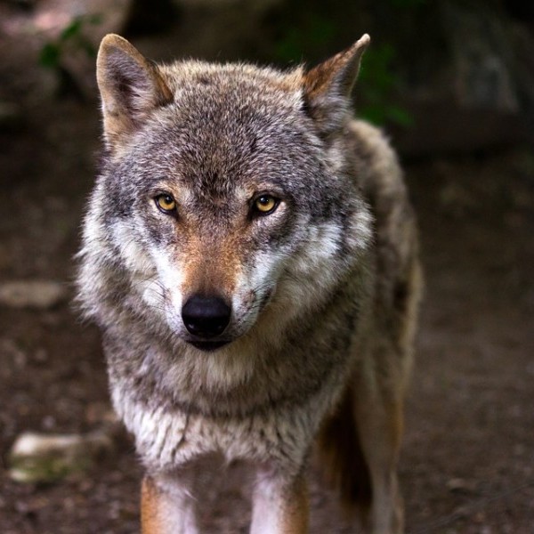 Orden ayudas convivencia con Oso-Lobo