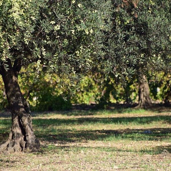 Jornada de Poda de olivos y repercusión en las plagas