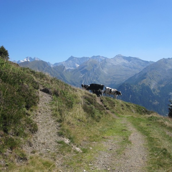 Situación crítica para la ganadería extensiva de alta montaña