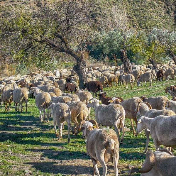 Asaja Aragón denuncia los abusos que se están produciendo en la cadena de ovino y vacuno
