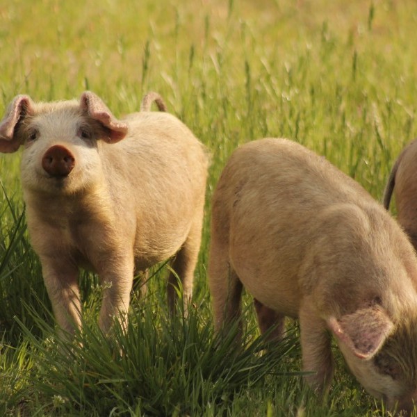 Urgen medidas para impedir la transmisión de enfermedades por animales salvajes