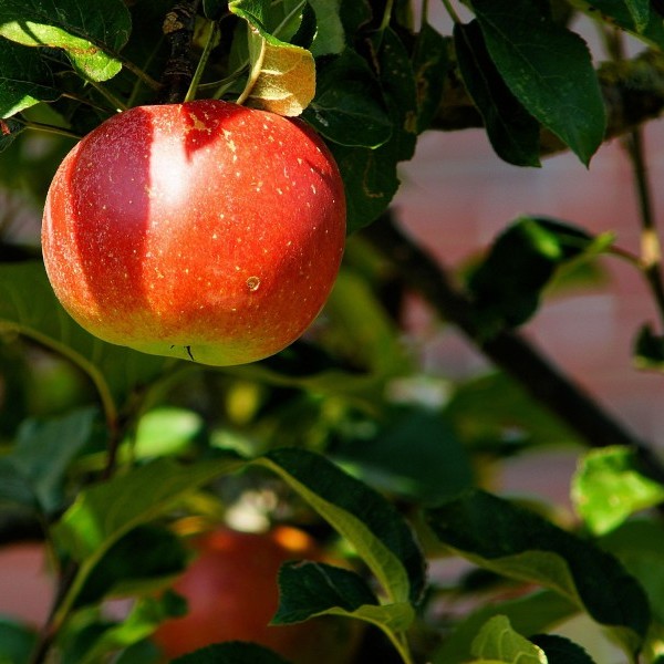 Campaña fruta 