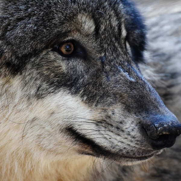 Exigimos la paralización de la decisión de considerar al lobo como especie no cinegética