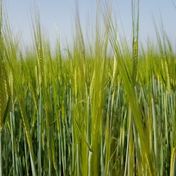 Asaja Aragón alerta de graves pérdidas económicas en el cereal de secano si sigue sin llover