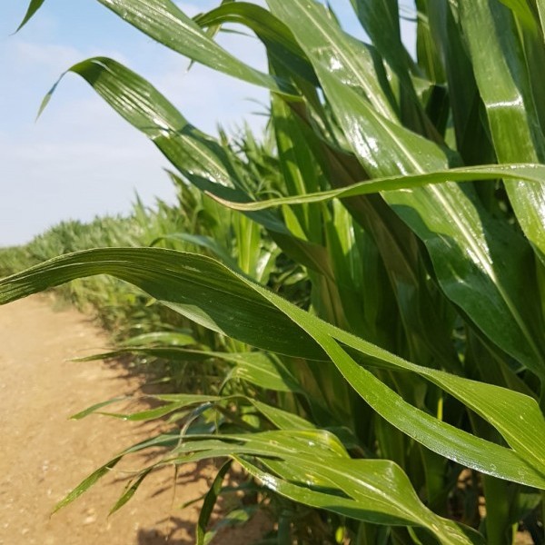 Artículo 'Algunas ideas sobre agricultura y el carbono' por José Luis Romeo