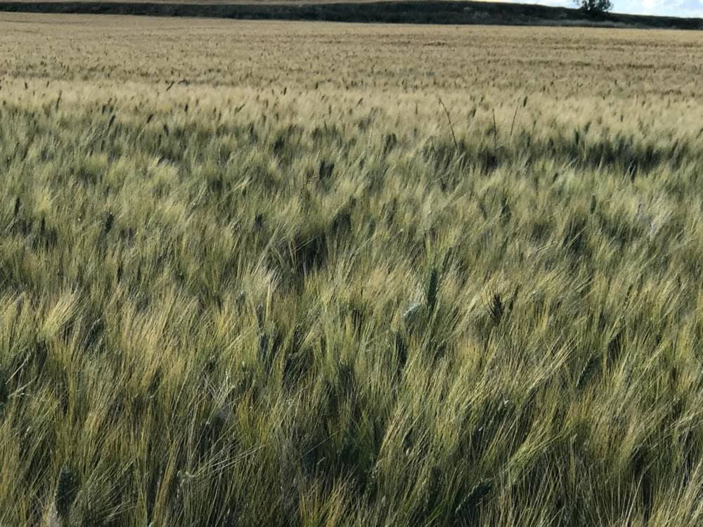 Buenas previsiones de cosecha del cereal de invierno