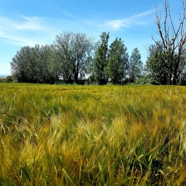 LA COSECHA DE CEREAL DE INVIERNO EN ARAGÓN EN RIESGO