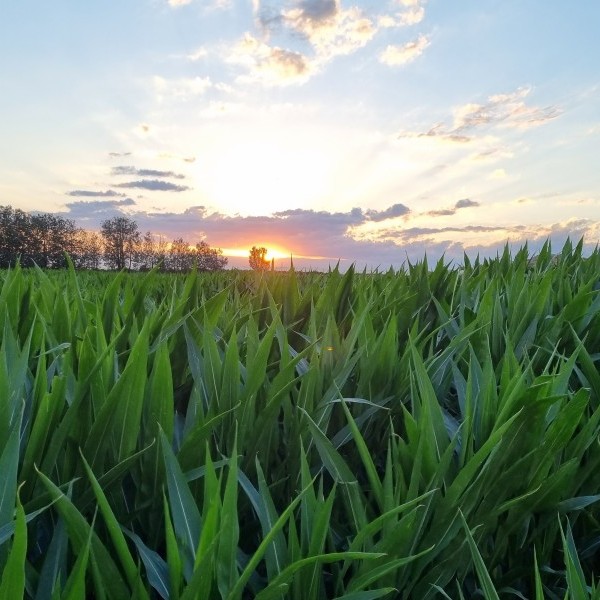 El cultivo de maíz Bt en España  compensa cada año la emisión de  más de 57 mil toneladas de CO2