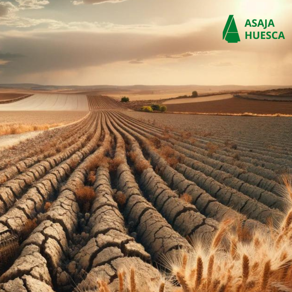 Ayudas Extraordinarias para Agricultores de Secano, Arroz y Tomate ante retos climaticos y geopoliti