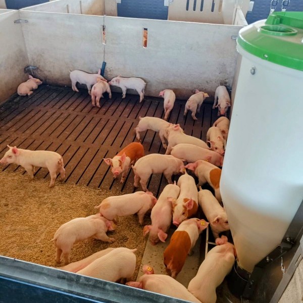 Preocupación tras brote de peste porcina detectado  en Alemania.